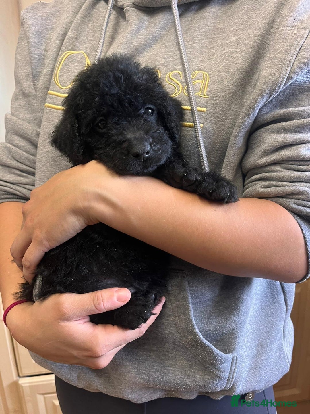 Labradoodle dogs for sale: Gorgeous labradoodle puppies  - Image 9