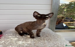 Devon Rex cats for sale: Chocolate Devon Female - Image 5