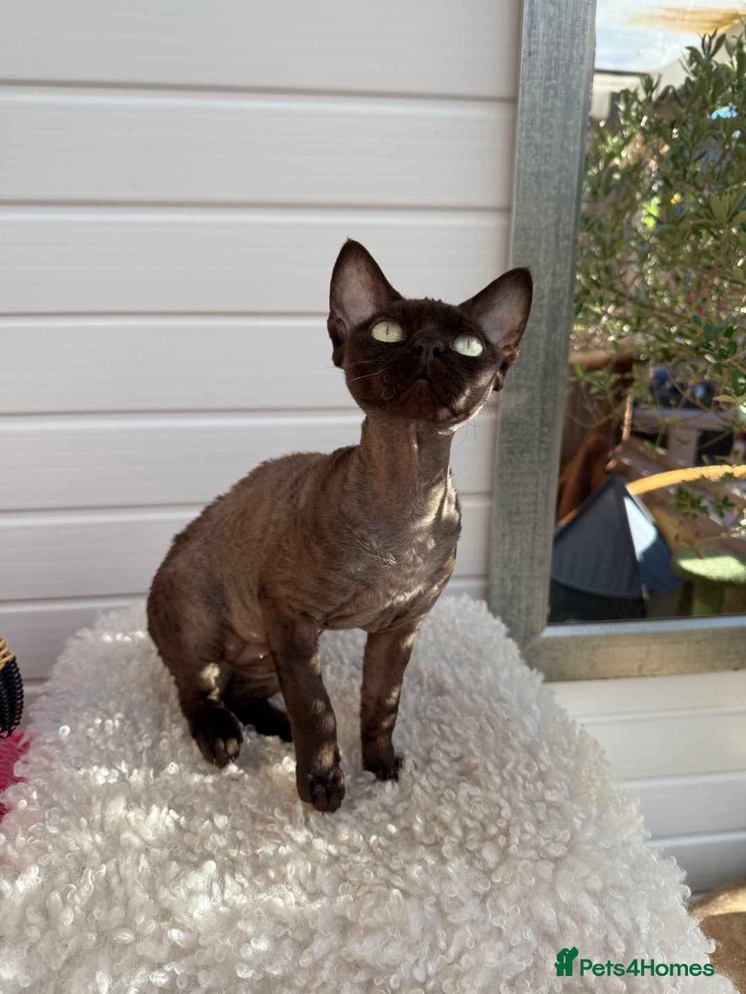 Devon Rex cats for sale: Chocolate Devon Female - Image 5