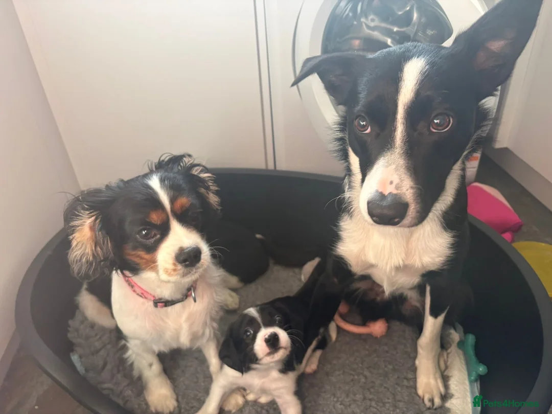 Mixed Breed dogs for sale: CavaCollie Puppy in Sale - Advert 9