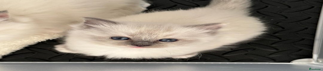 Blue mitted Girl 