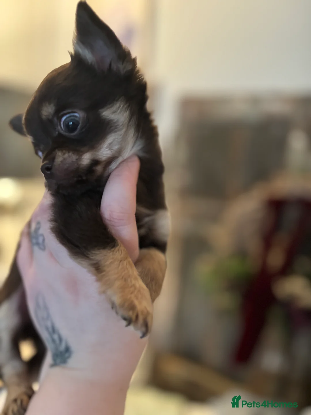 Chihuahua dogs for sale: Chocolate chihuahua boys ready now  - Advert 6