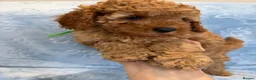 Toy Poodle dogs for sale: Beautiful health tested toy poodles  - Advert 12