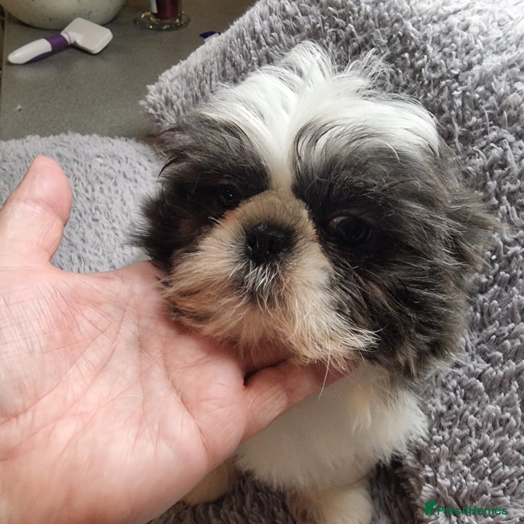 Shih Tzu dogs for sale: Dob 3/09/25 Kc 11 weeks old very tiny babies boys - Advert 15