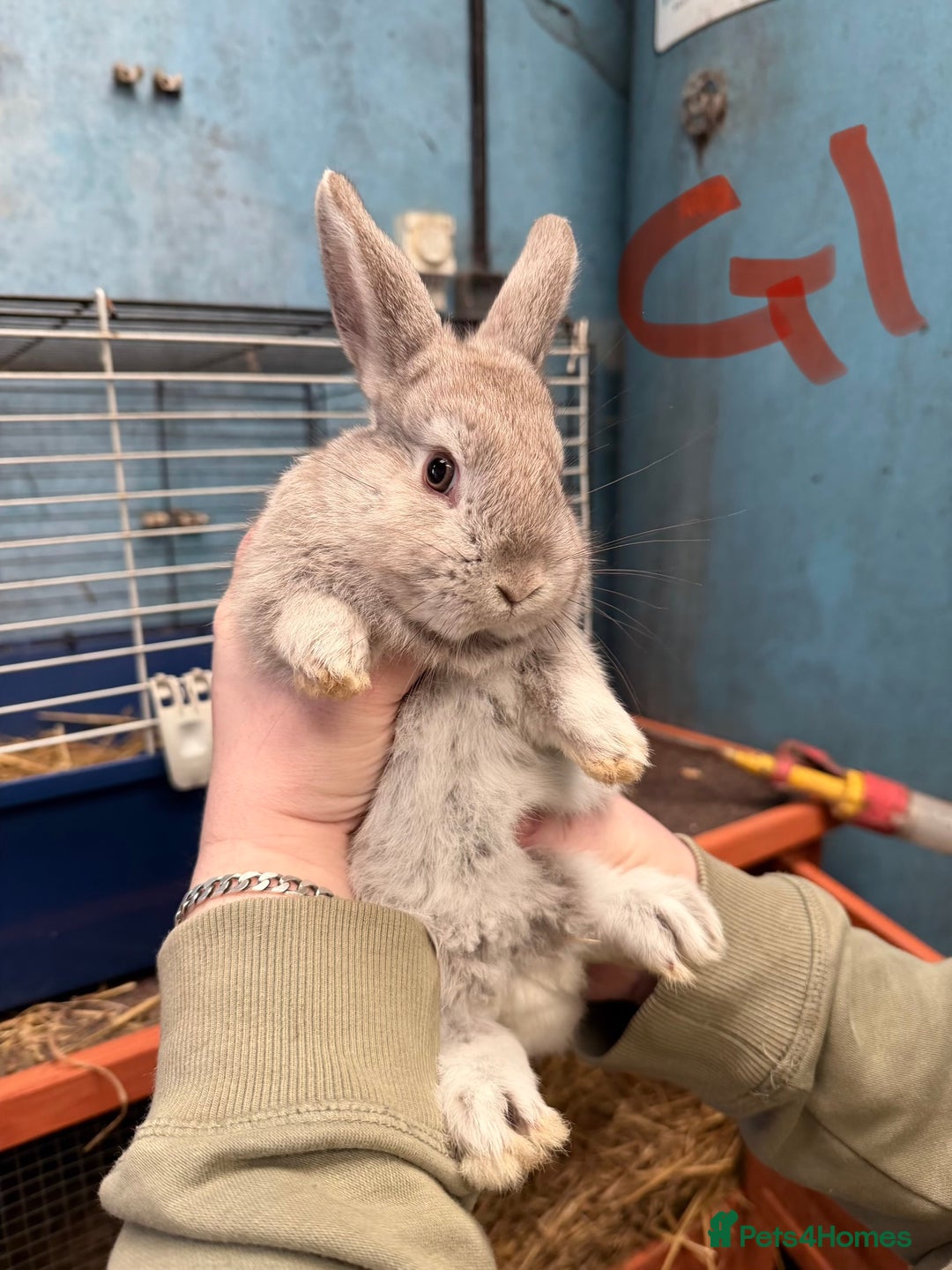 Mixed Breed rabbits for sale: Lop plush baby rabbits 3x girls 2x boys in Penrith - Advert 1