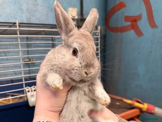 Mixed Breed rabbits Lop plush baby rabbits 3x girls 2x boys in Penrith - Advert 16
