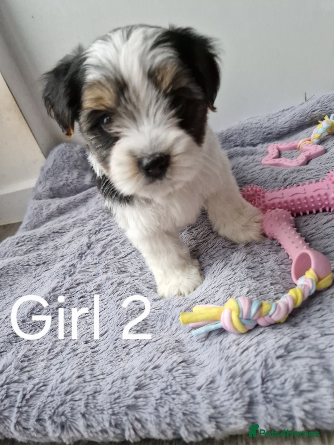 Biewer Terrier dogs for sale: Yorkshire Biewer Terriers one girl left!  - Image 5