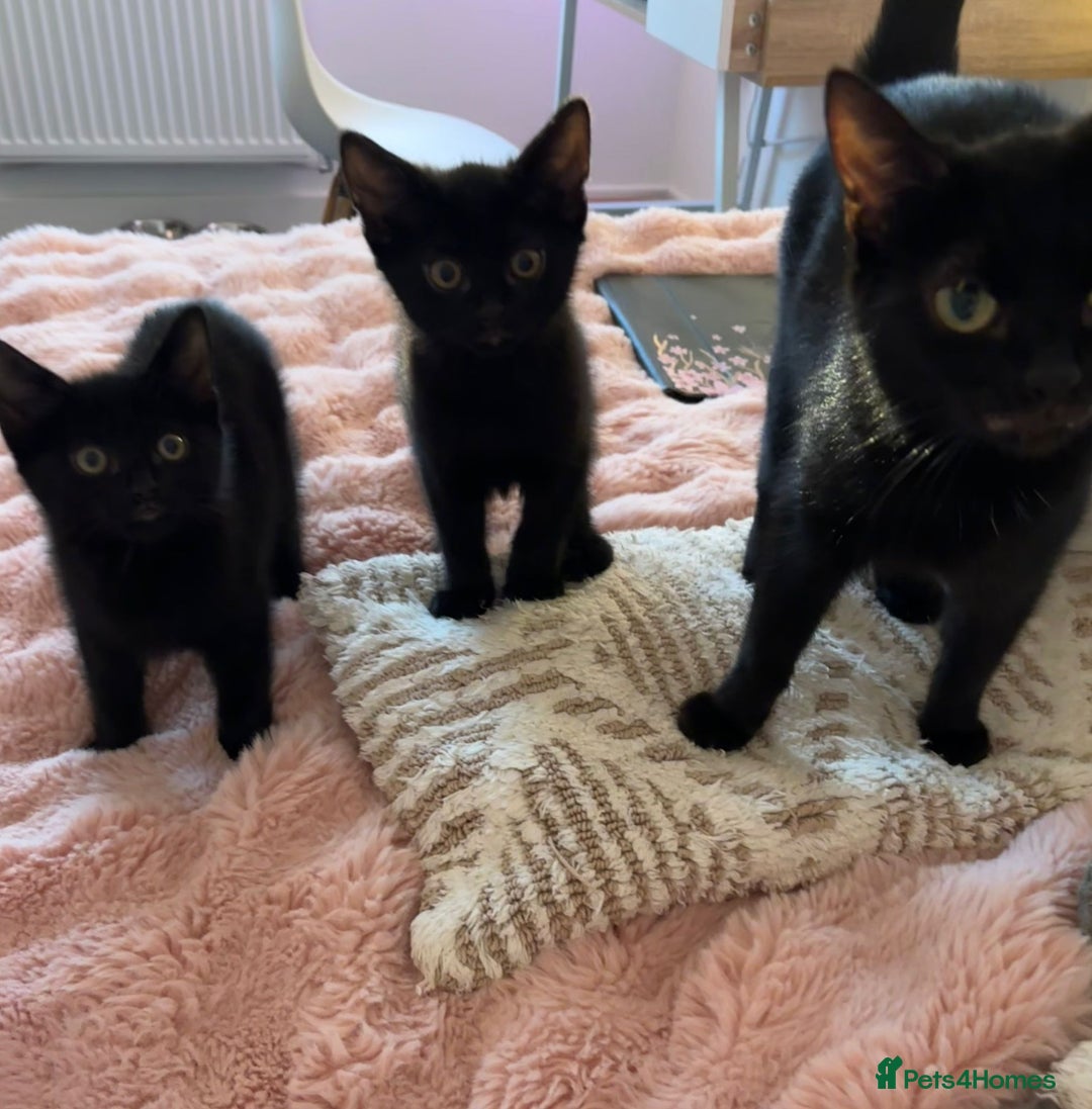Domestic Shorthair cats for sale: Beautiful Black Kittens Ready for Loving Homes 🐾 - Image 7