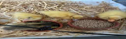 Ducks poultry for sale: Day old Call Ducks for sale!  - Advert 5