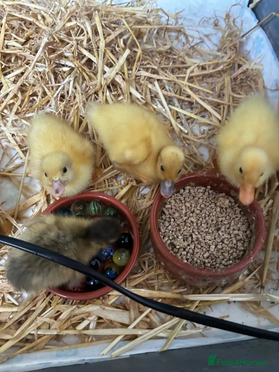 Ducks poultry for sale: Day old Call Ducks for sale!  - Advert 5