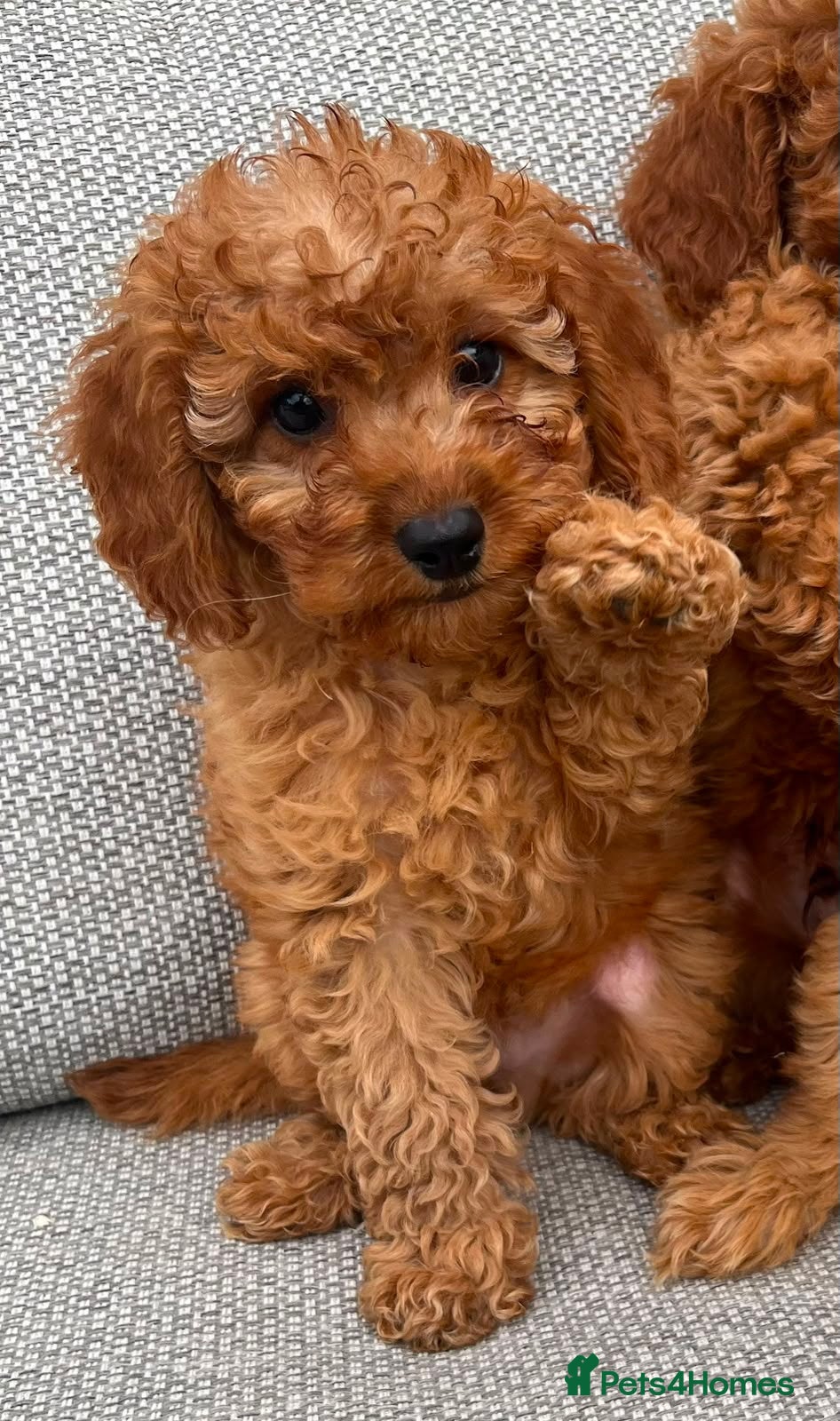 Cavapoo dogs Cava poo puppies for sale  - Advert 2