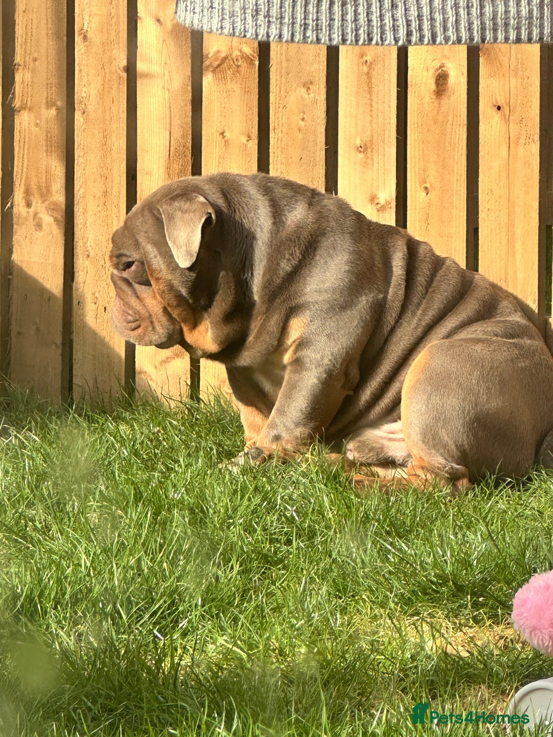 English Bulldog dogs for stud: LILAC ENGLISH BULLDOG STUD, - Image 1