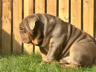 English Bulldog dogs for stud - Advert 1