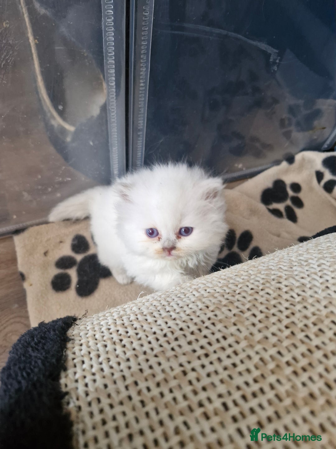 British Shorthair cats for sale: Pedigree British shorthair, longhair, blue, lilac - Image 6