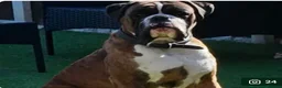 Boxer dogs for sale: Beautiful Boxers - Advert 2