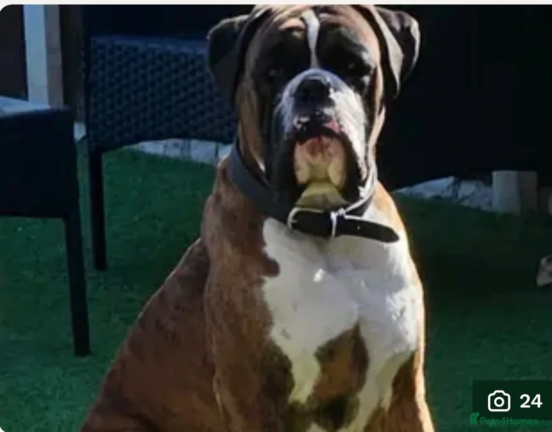 Boxer dogs for sale: Beautiful Boxers - Advert 2