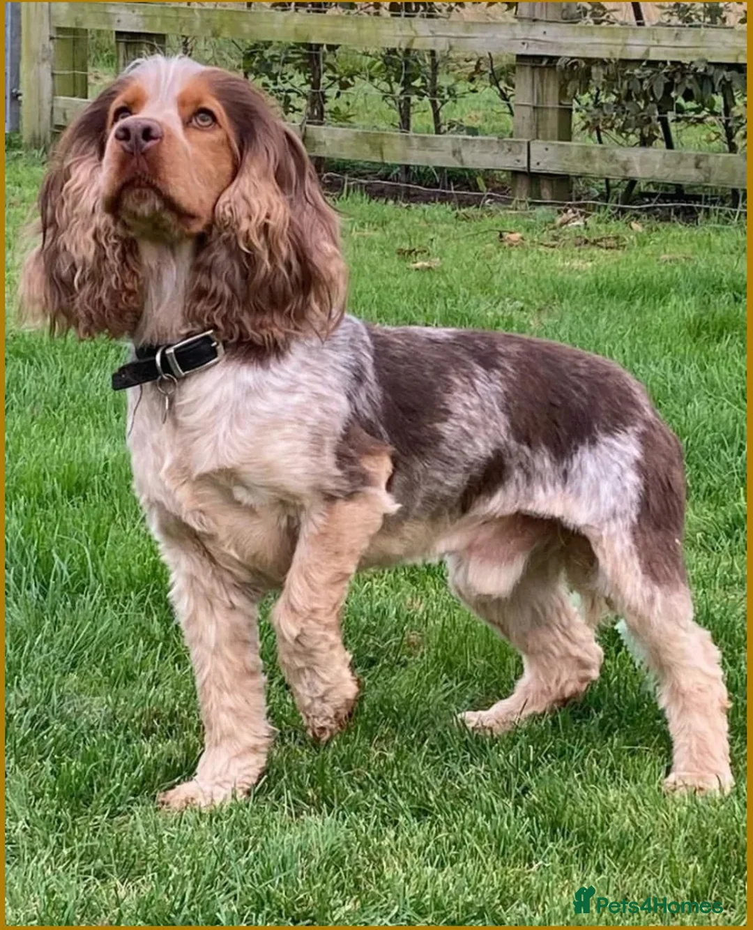 Cocker Spaniel dogs for stud: KC ‘Best Practice’ Health 🐾Show 🐾180+ pups born in Preston - Advert 5