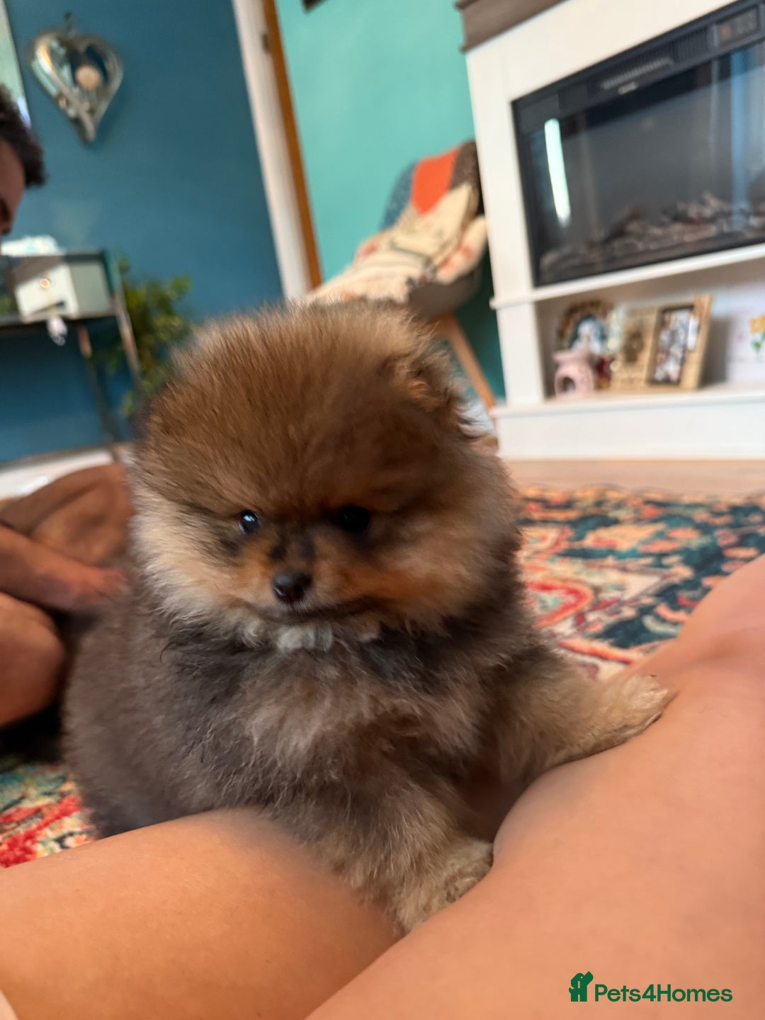 Pomeranian dogs for sale: Xs teddy face Pomeranian  - Image 3
