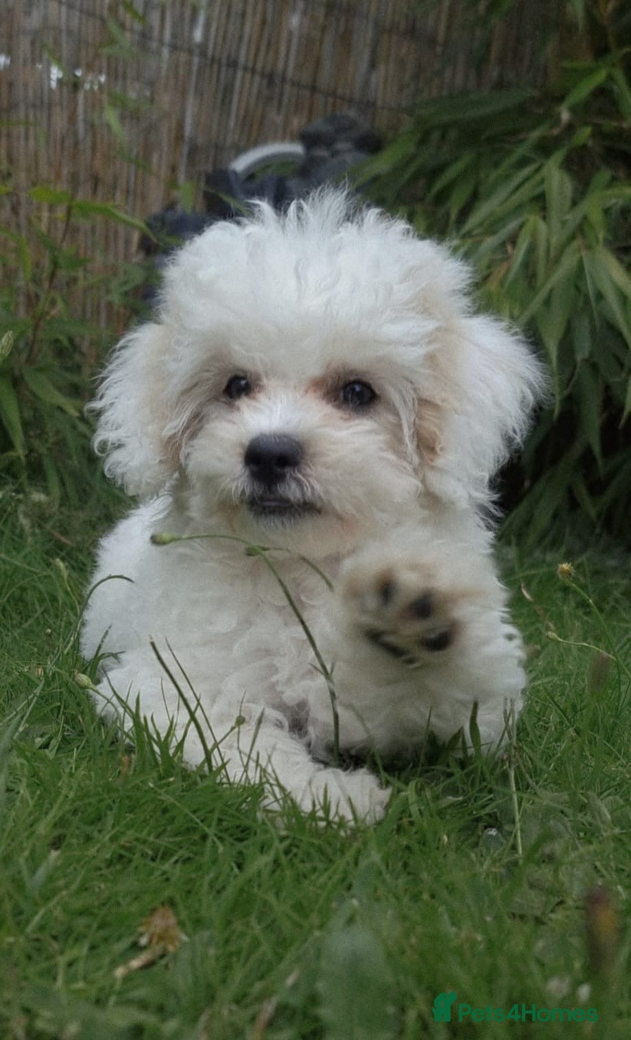 Shihpoo dogs 🥰 Tiny Shihpoo puppies 🐶 🥰 - Advert 5