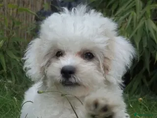 Shihpoo dogs 🥰 Tiny Shihpoo puppies 🐶 🥰 - Advert 5