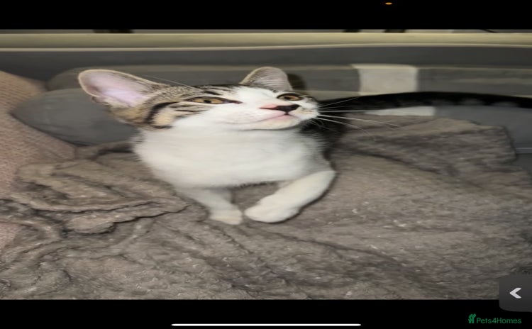 Mixed Breed cats 4 beautiful kittens ready for homes - Advert 2