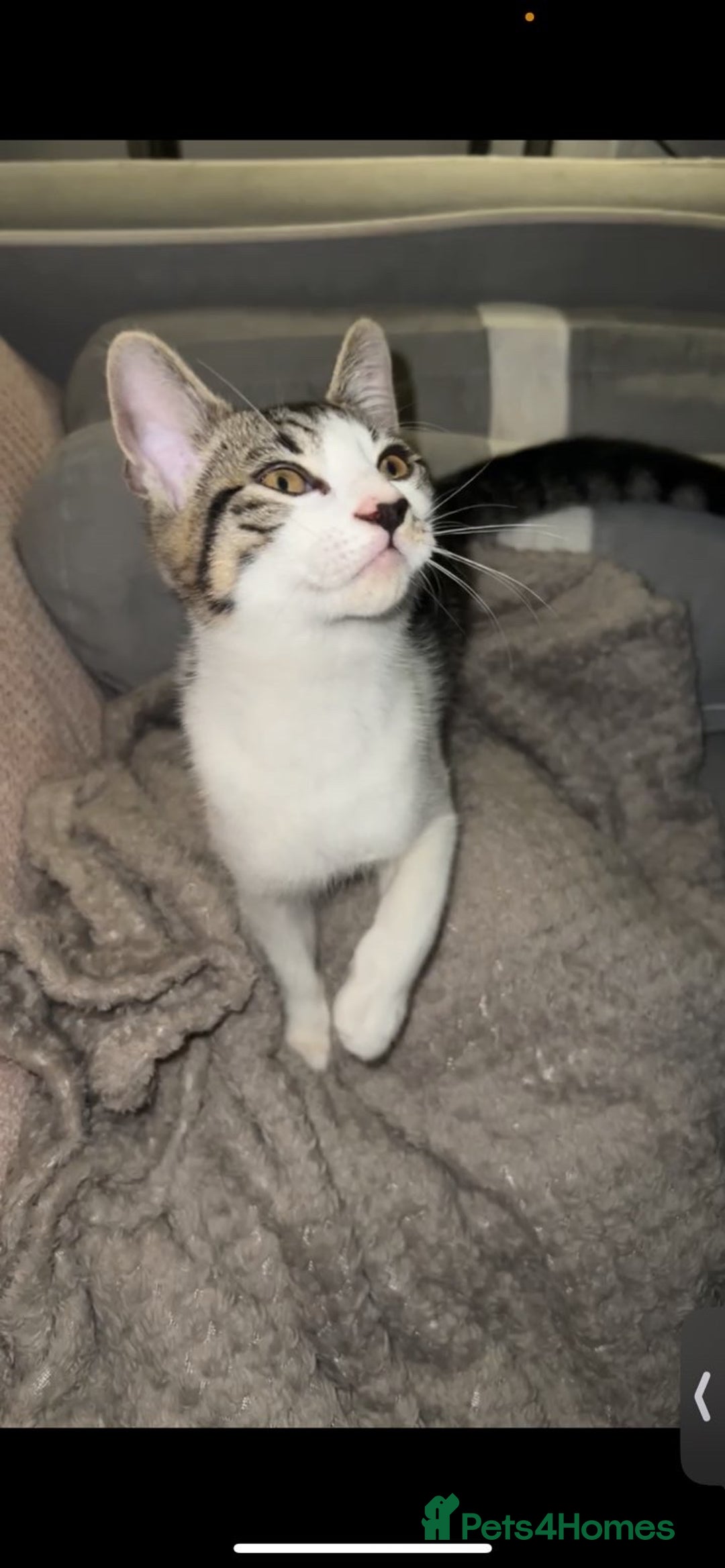 Mixed Breed cats for sale: 4 beautiful kittens ready for homes - Advert 1