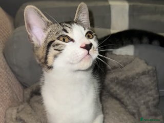 Mixed Breed cats 4 beautiful kittens ready for homes - Advert 16