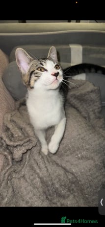 Mixed Breed cats 4 beautiful kittens ready for homes - Advert 2