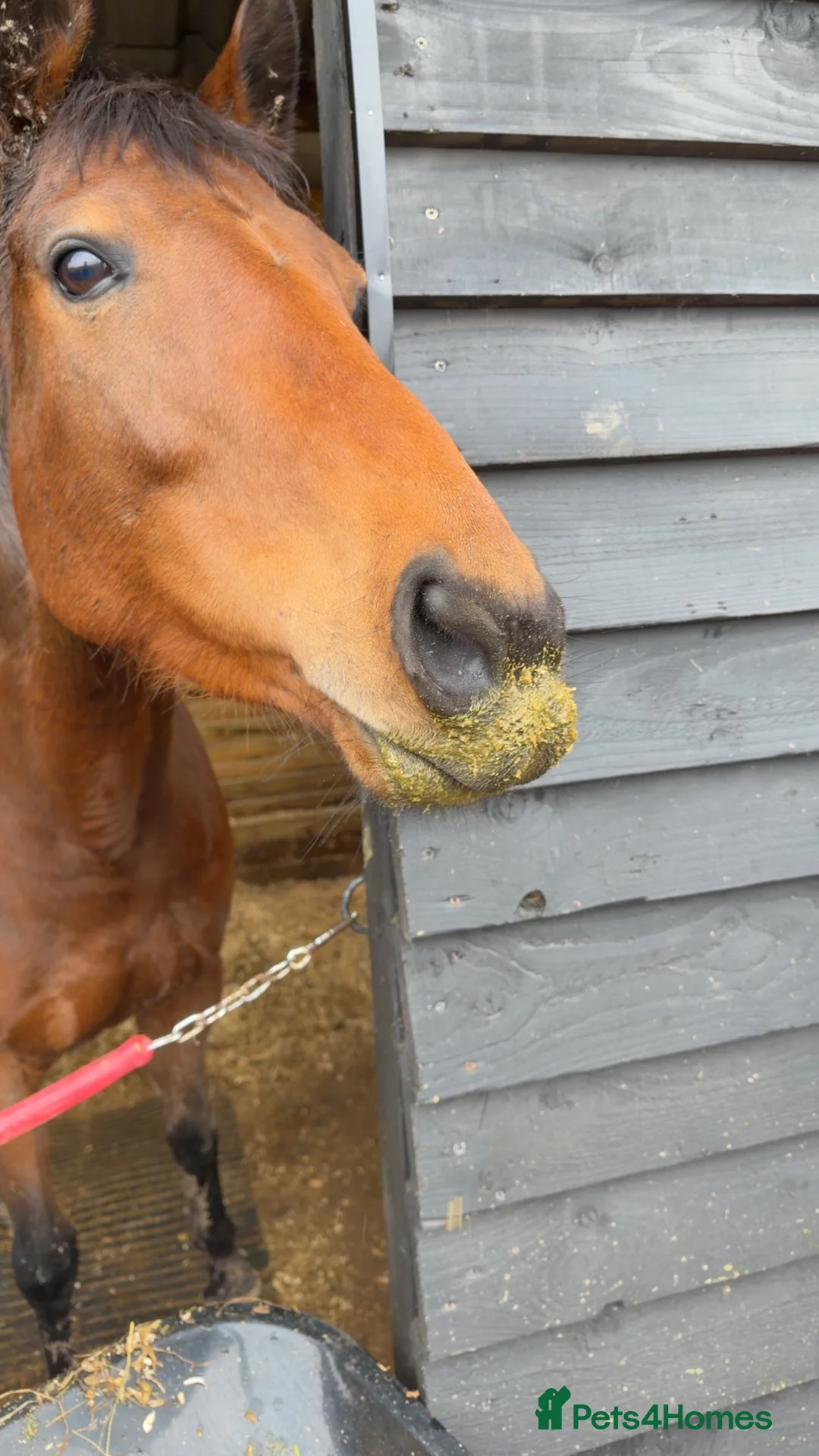 Irish Thoroughbred horses for sale: 15,2/15,3 TB mare - Advert 3