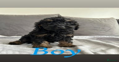 Cockapoo dogs - Advert 15
