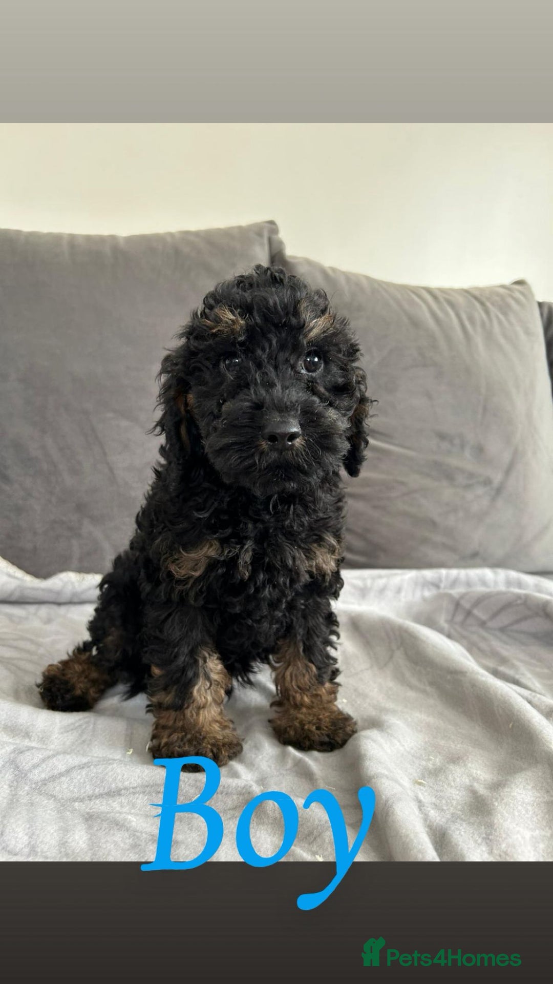 Cockapoo dogs for sale: F2 cockapoo - Image 2