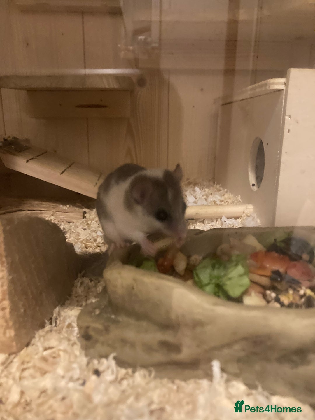 Mouse rodents for sale: African Pygmy dormice micro squirrel  - Advert 2