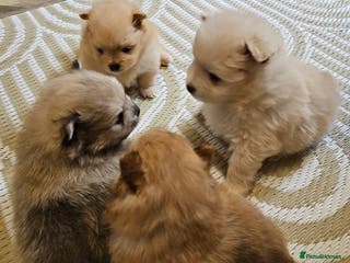 Pomeranian dogs 4 Beautiful Pomeranians - Advert 7