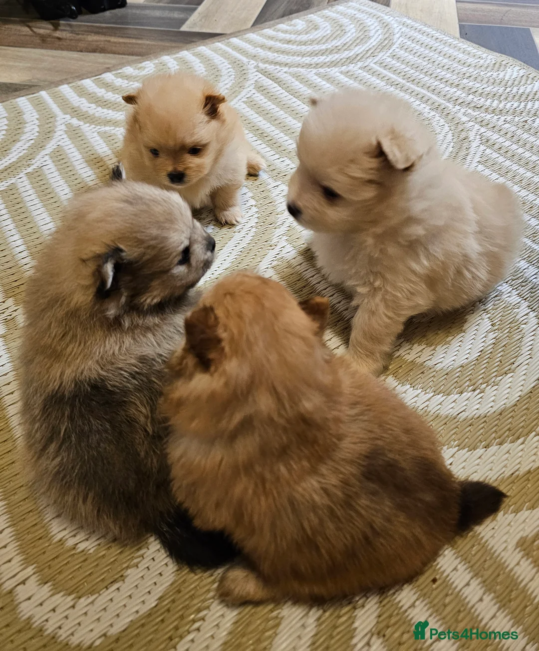 Pomeranian dogs for sale: 4 Beautiful Pomeranians  - Advert 1