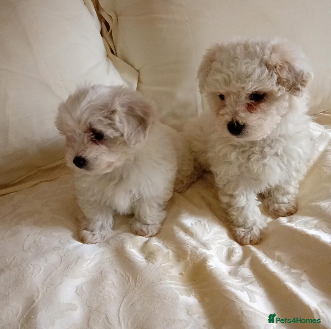 Maltipoo dogs for sale: Maltipoo puppies  - Advert 12