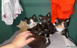 Mixed Breed cats for sale: Sweet kittens 😻 - Image 12