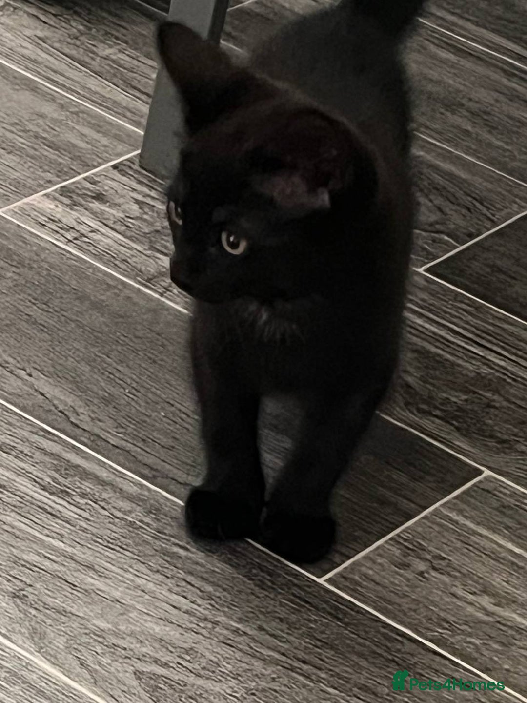 Mixed Breed cats for sale: Kitten  - Image 1