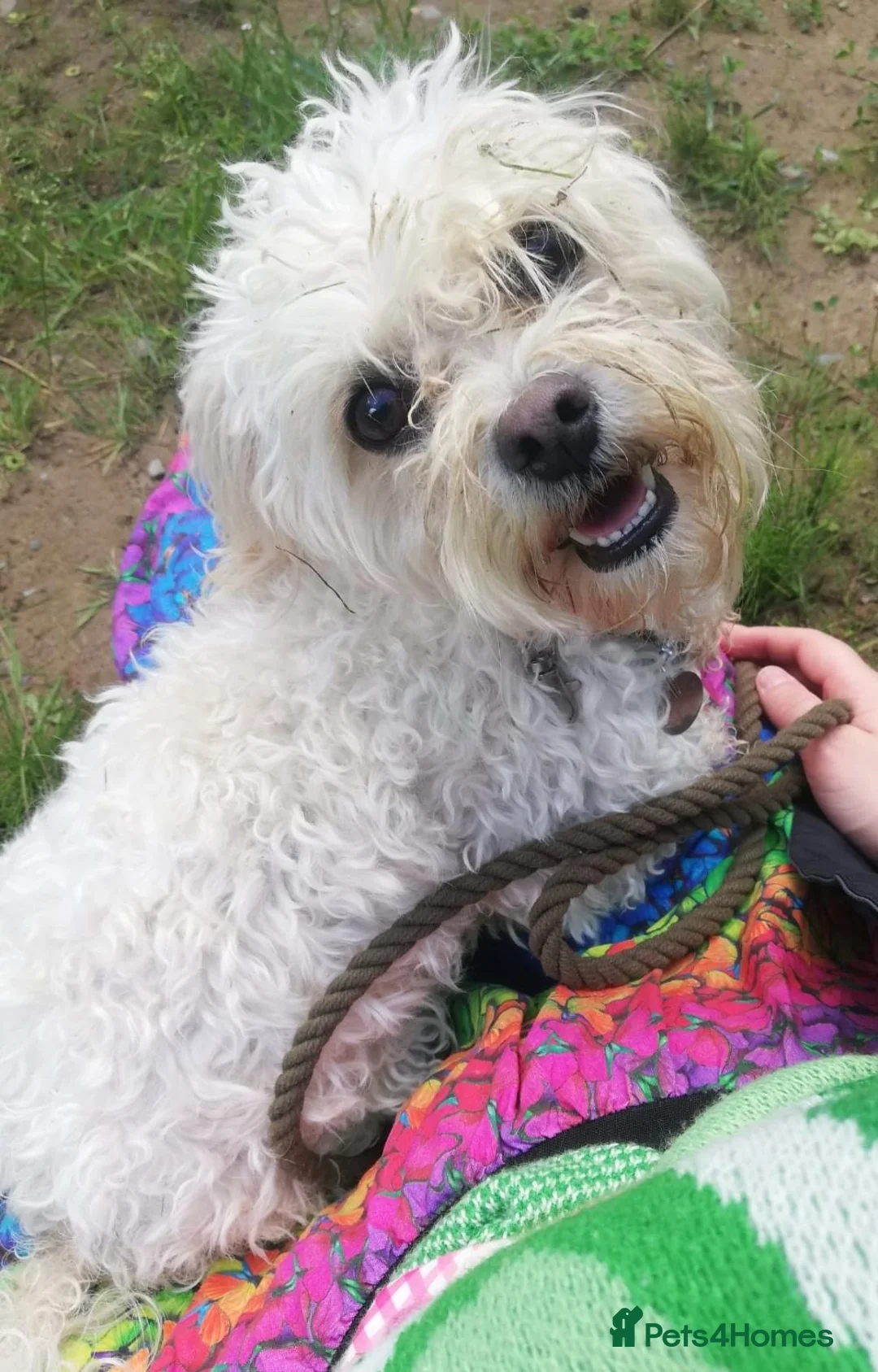 Mixed Breed dogs for adoption: SNICKERS 4yr old mixed breed - Advert 1