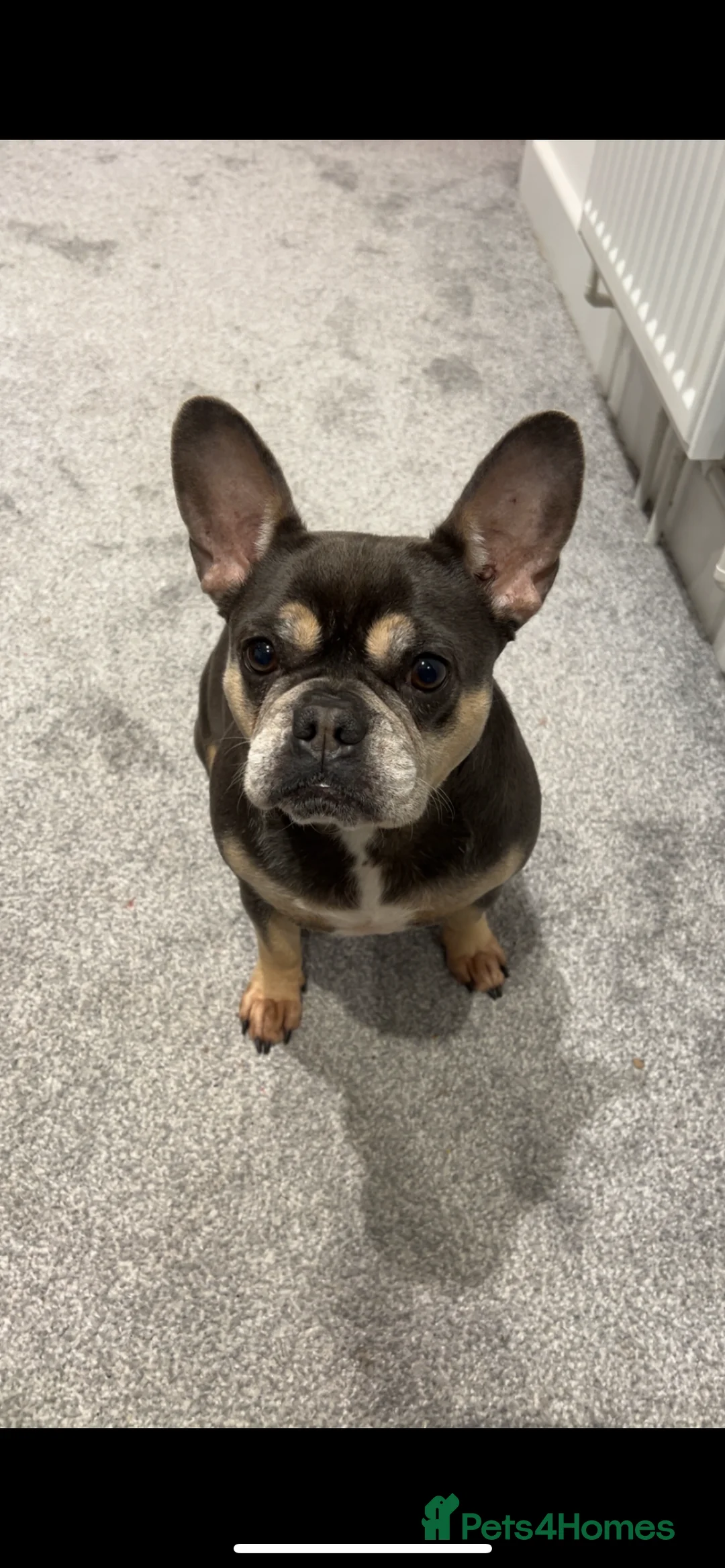 French Bulldog dogs for sale: Coco  - Advert 2