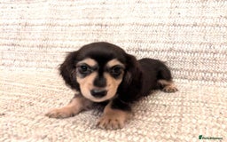 Miniature Dachshund dogs for sale: Beautiful Miniature long-haired Dachshund Pups - Image 5