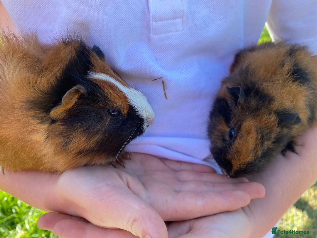 Guinea Pig rodents for sale: 2 girls & 1 boy Gorgeous Guinea Pigs  - Image 3