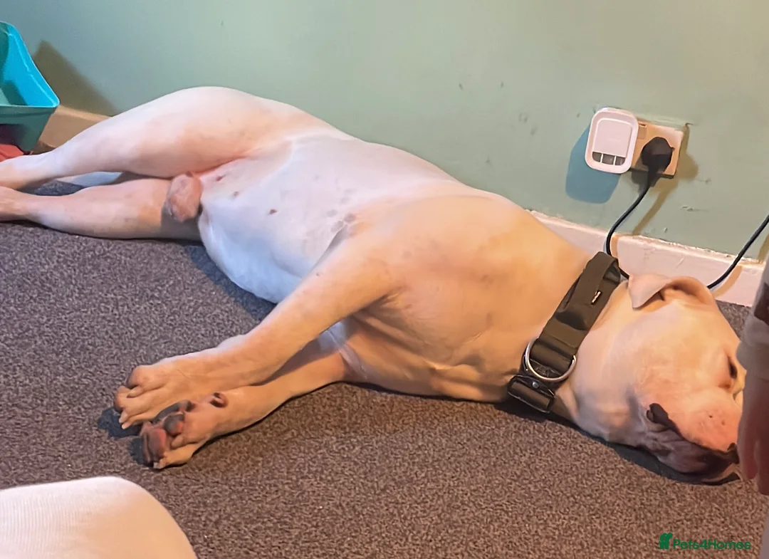 American Bulldog dogs for sale: 4 year old  - Advert 3