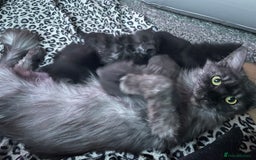Maine Coon cats for sale: GCCF Active Black Smoke Maine Coon Queen - Image 4