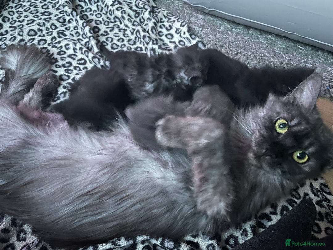 Maine Coon cats for sale: GCCF Active Black Smoke Maine Coon Queen - Image 4