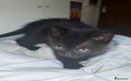 Mixed Breed cats for sale: 4 kittens for sale 2 boys & 2 girls - Image 2
