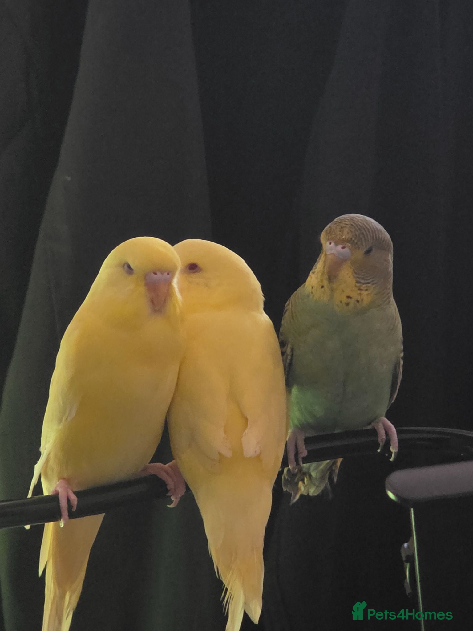 Budgerigars birds Rehome Budgies  - Advert 1