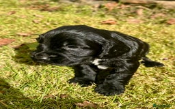 Sprocker dogs for sale: Sprocker spaniel puppies  - Image 12