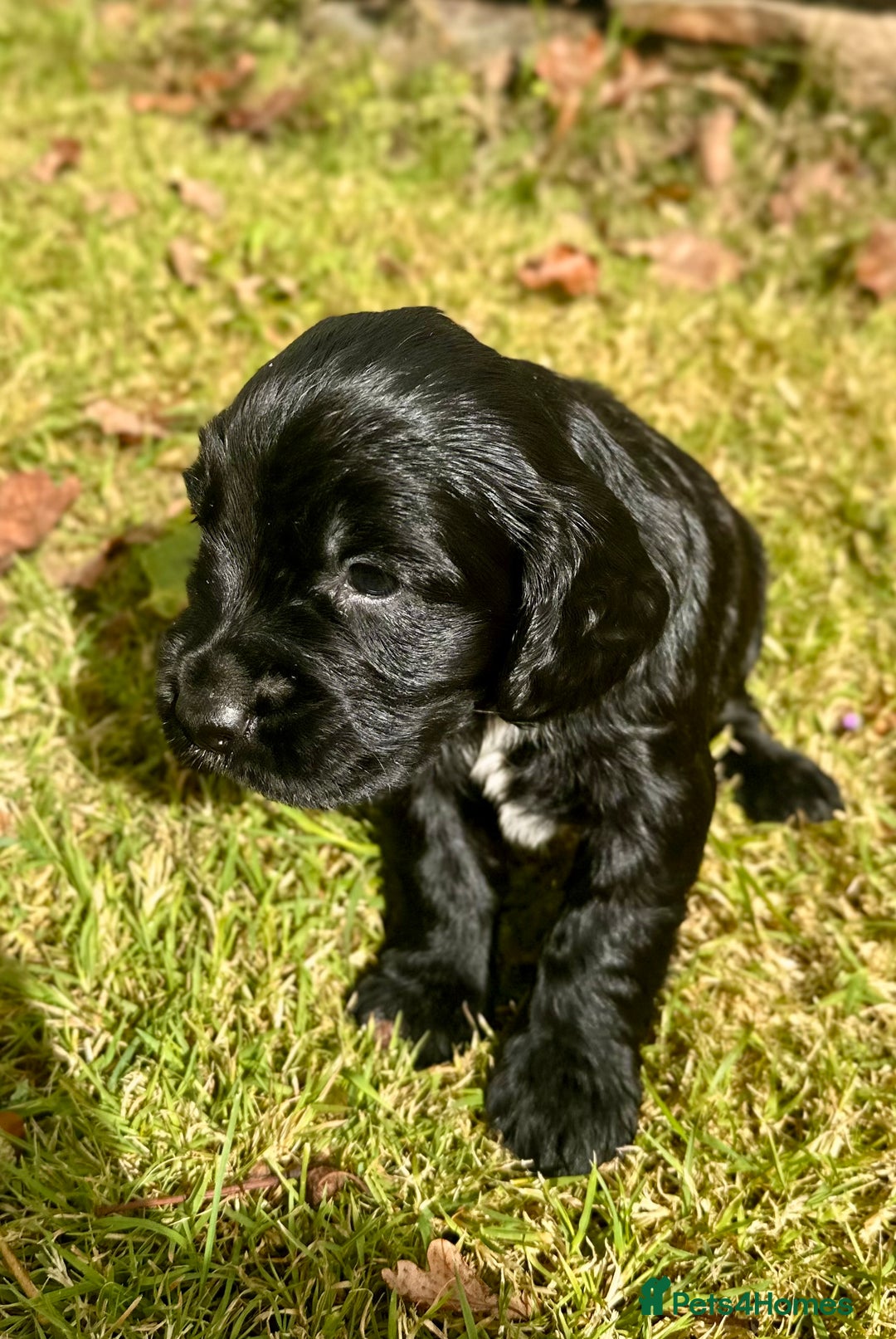 Sprocker dogs for sale: Sprocker spaniel puppies  - Image 12