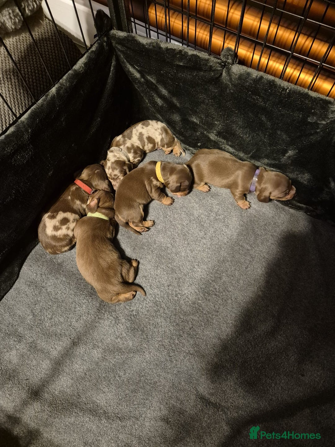 Miniature Dachshund dogs for sale: KC Miniature Dachshund Puppies - Advert 2