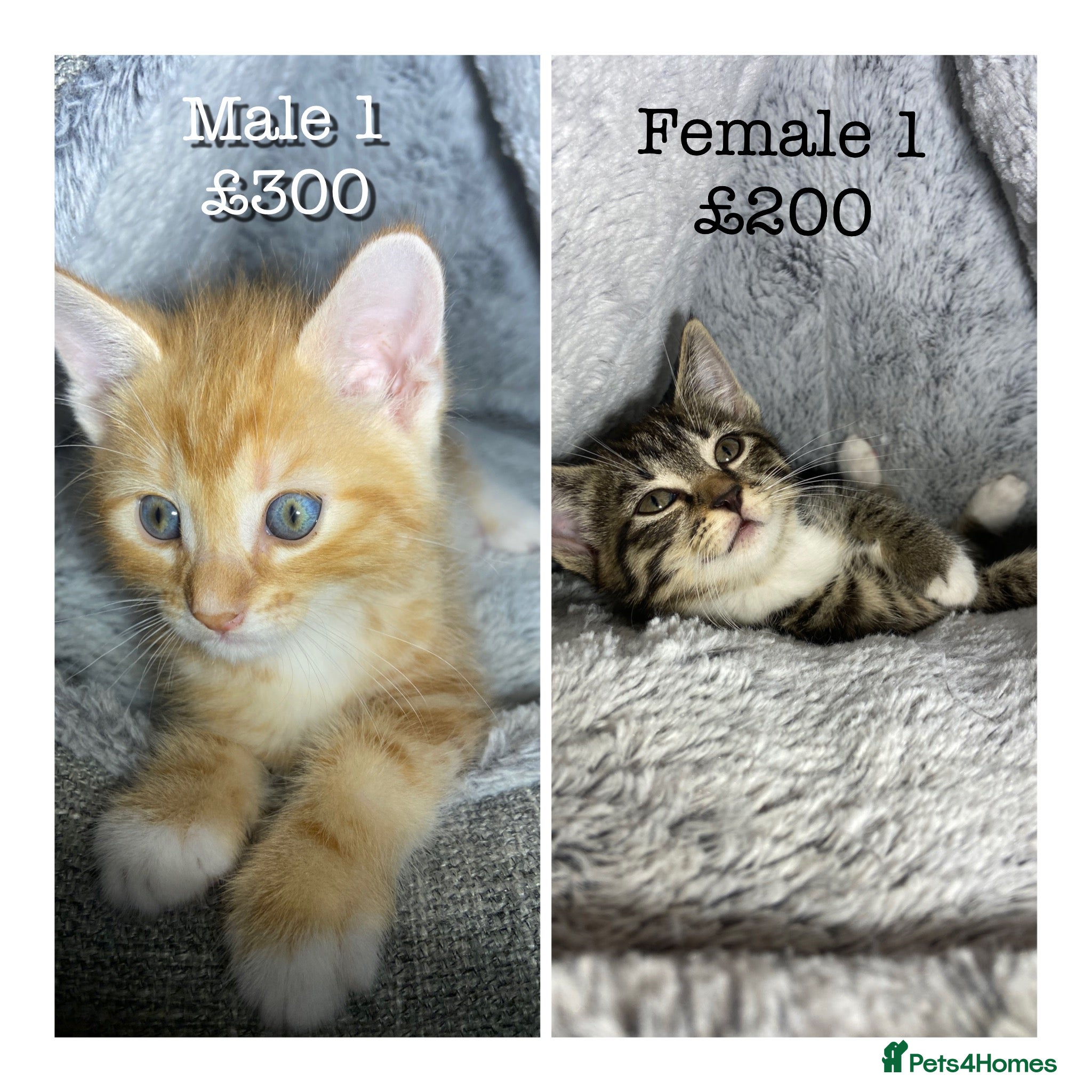 Mixed Breed cats Cute kittens ready for their forever home 🏡  - Advert 13